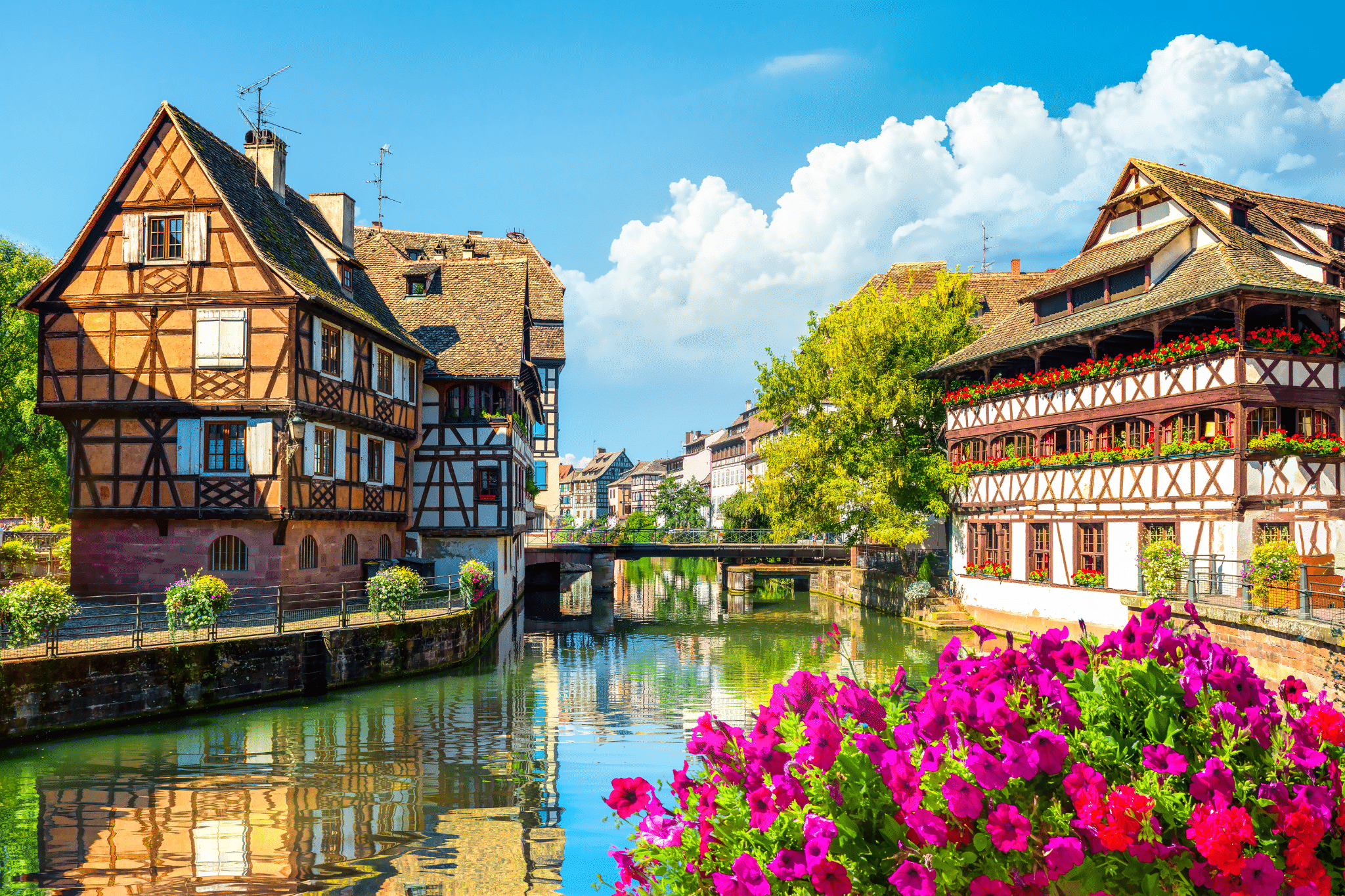 petite-venise-strasbourg-maisons-colombage-eau Le quartier de la Petite Venise à Strasbourg, avec ses maisons traditionnelles à colombages au bord de l'eau et des fleurs roses luxuriantes au premier plan.